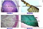 一滴血检测仪显微镜