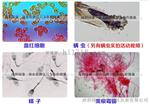 一滴血检测仪MDI-302M绿康