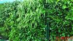 植物背景墙（新品上市）/植物空气净化系统