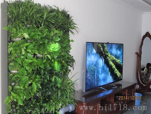 植物背景墙（新品上市）/植物空气净化系统