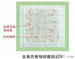 绿洲牌金黄色葡萄球菌测试片 微生物检测 食品微生物快速检测  方便快捷  包邮